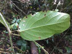 Image of Carronia protensa (F. Müll.) Diels