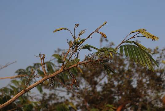 Plancia ëd Senegalia caesia (L.) Maslin, Seigler & Ebinger