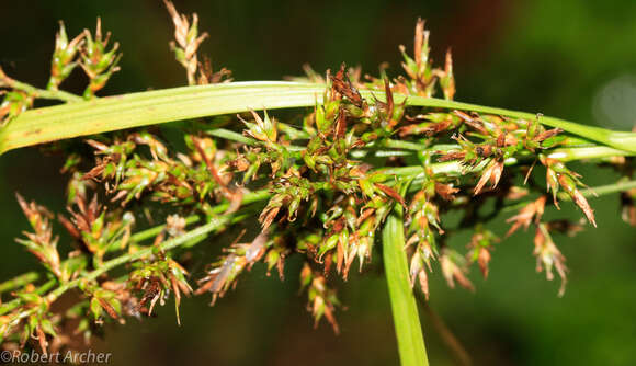 Image of Carex spicatopaniculata Boeckeler ex C. B. Clarke