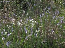 Image of Muscari parviflorum Desf.