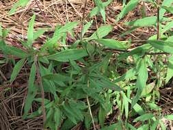 Image of flat-top whiteweed