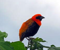 Image of Black-winged Bishop