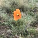 Image of Orange poppy