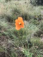 Image of Orange poppy