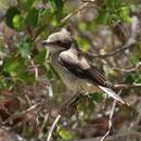 Image de Lanius collaris aridicolus Clancey 1955