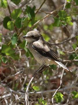 Imagem de Lanius collaris aridicolus Clancey 1955