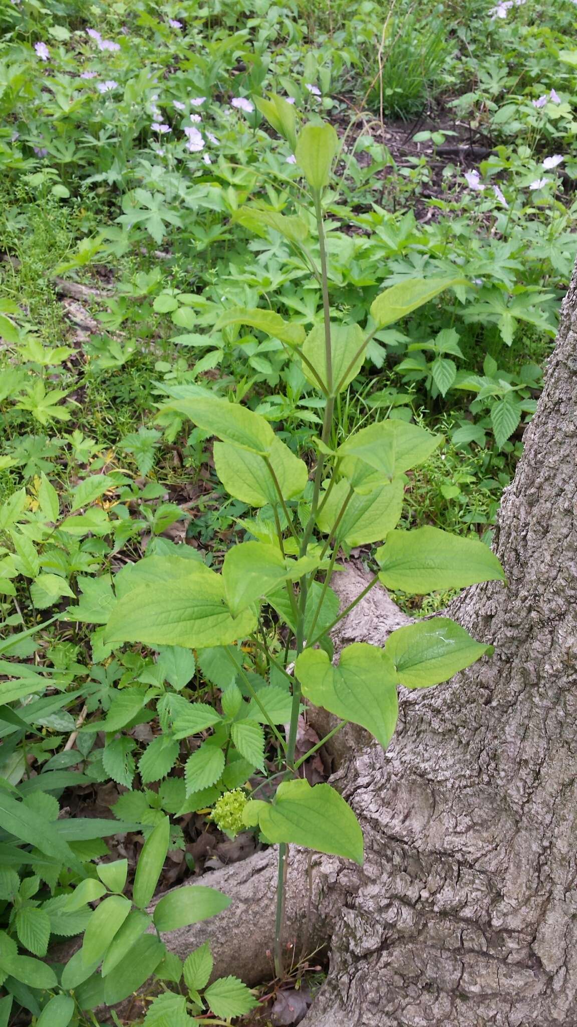 Image de Smilax illinoensis Mangaly