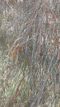 Imagem de Allocasuarina verticillata (Lam.) L. A. S. Johnson