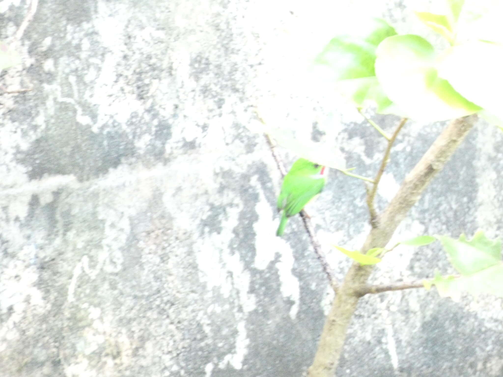 Image of Jamaican Tody