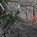 Aloe acutissima H. Perrier resmi