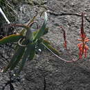 Image de Aloe acutissima H. Perrier