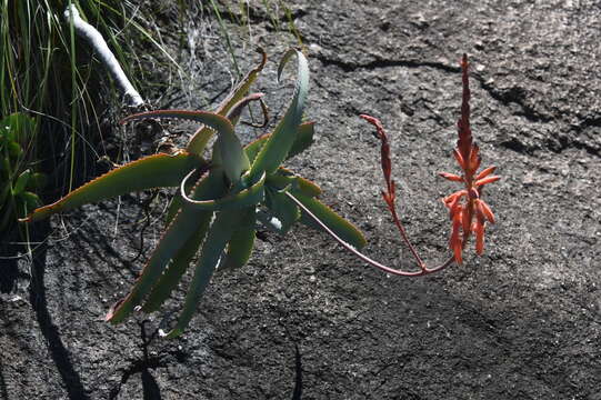 صورة Aloe acutissima H. Perrier