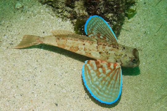 Image of Rock Gurnard