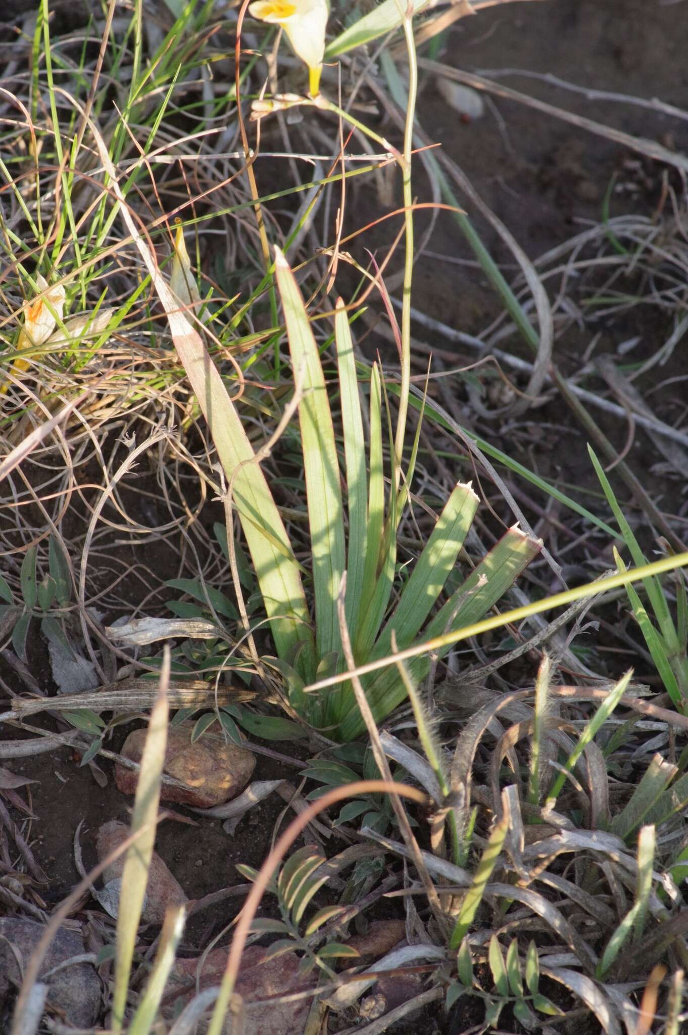 Freesia corymbosa (Burm. fil.) N. E. Br. resmi