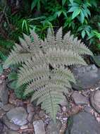 Image de Dryopteris paleolata (Pic. Serm.) Li Bing Zhang