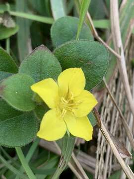 Image of Lysimachia remota Petitm.