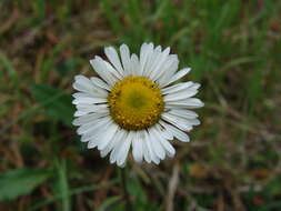 Image of Astranthium xanthocomoides (Less.) Larsen