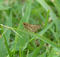 Image of Salt Marsh Skipper