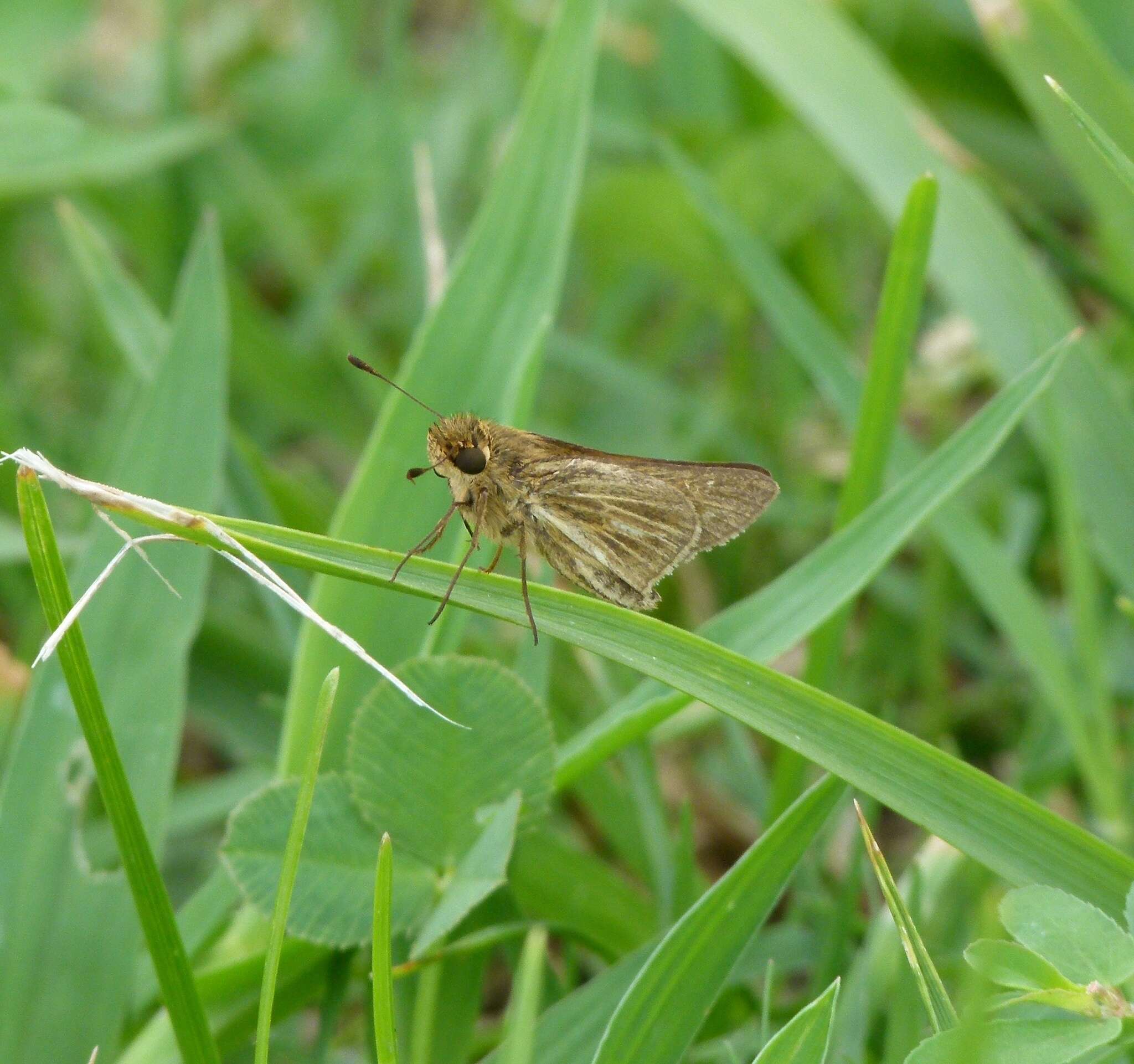 Image of Salt Marsh Skipper