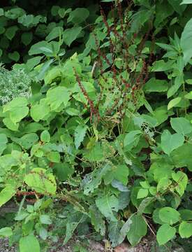 Image de Rumex obtusifolius subsp. obtusifolius