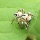 Image of Habronattus aztecanus (Banks 1898)