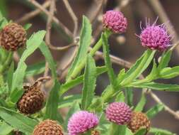 Plancia ëd Sphaeranthus peduncularis DC.