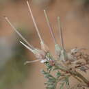 Image of Pelargonium nanum L'Her. ex DC.