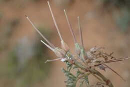 Image of Pelargonium nanum L'Her. ex DC.