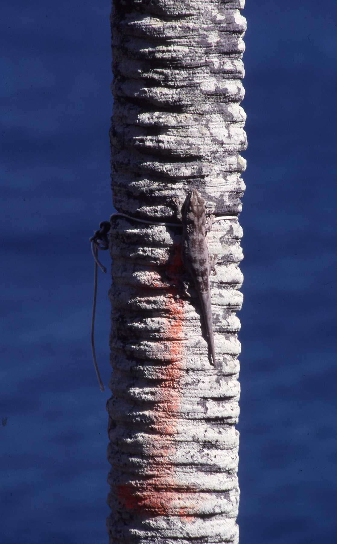 Image of Günther's Gecko