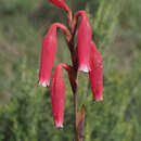 Image of Watsonia aletroides (Burm. fil.) Ker Gawl.
