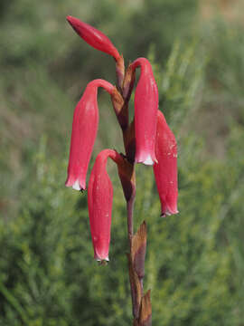 Слика од Watsonia aletroides (Burm. fil.) Ker Gawl.