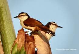 Imagem de Campylorhynchus chiapensis Salvin & Godman 1891