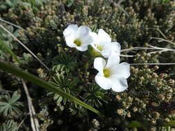 Sivun Oxalis enneaphylla Cav. kuva