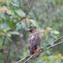 Imagem de Spilornis cheela malayensis Swann 1920