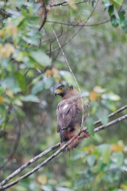 Imagem de Spilornis cheela malayensis Swann 1920