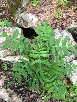 Image of Tennessee leafcup