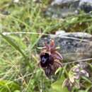 Image of Ophrys sphegodes subsp. spruneri (Nyman) E. Nelson