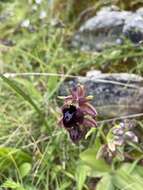 Image of Ophrys sphegodes subsp. spruneri (Nyman) E. Nelson