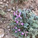 صورة Astragalus chamaeleuce A. Gray