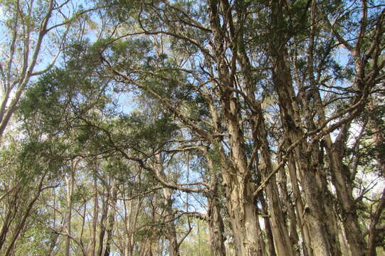 Image of prickly-leaf teatree