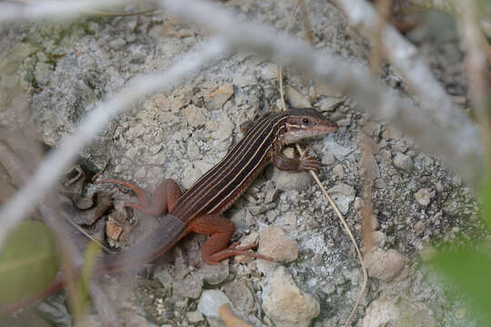 Image of YucatanWhiptail