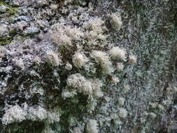 Image of intermediate cartilage lichen