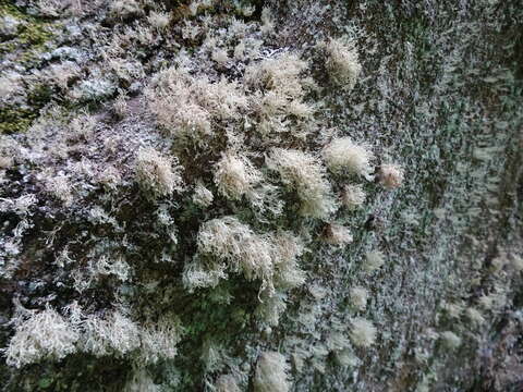 Image of intermediate cartilage lichen