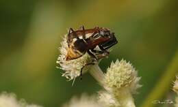 Image of Polistes cinerascens de Saussure 1854