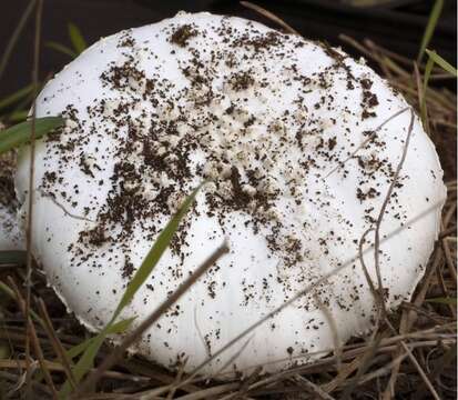 Image of Amanita gracilior Bas & Honrubia 1982