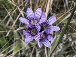 Image of Gentianella corymbosa (Kunth) Weaver & Rudenberg