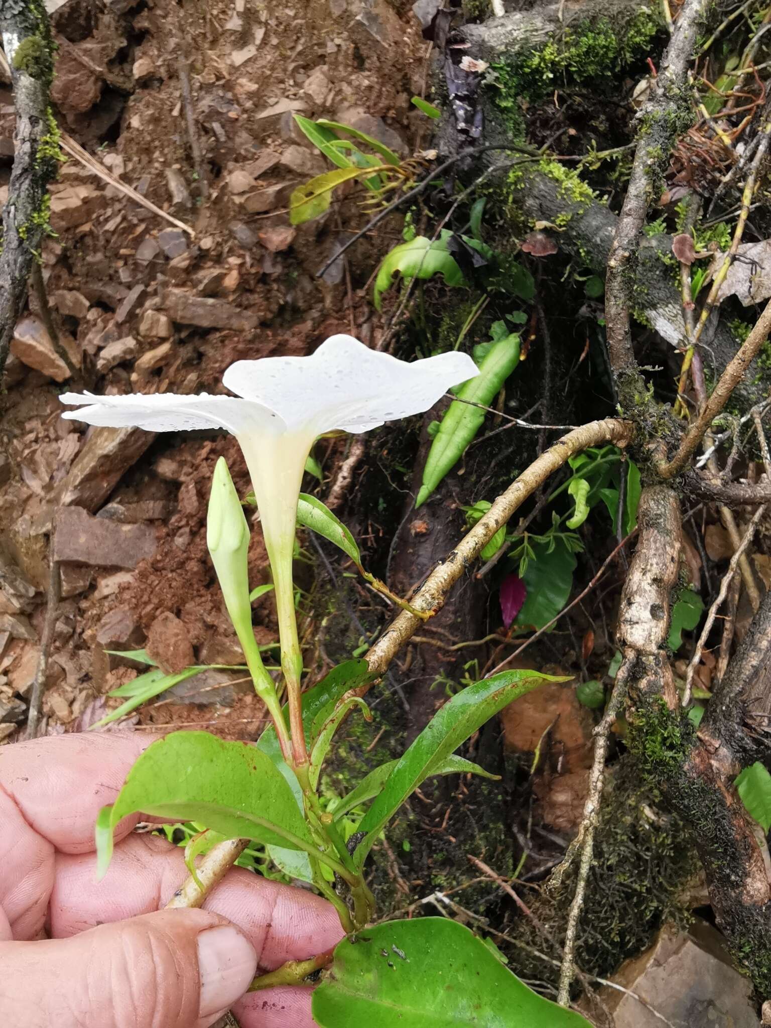 Image de Mandevilla boliviensis (Hook. fil.) R. E. Woodson