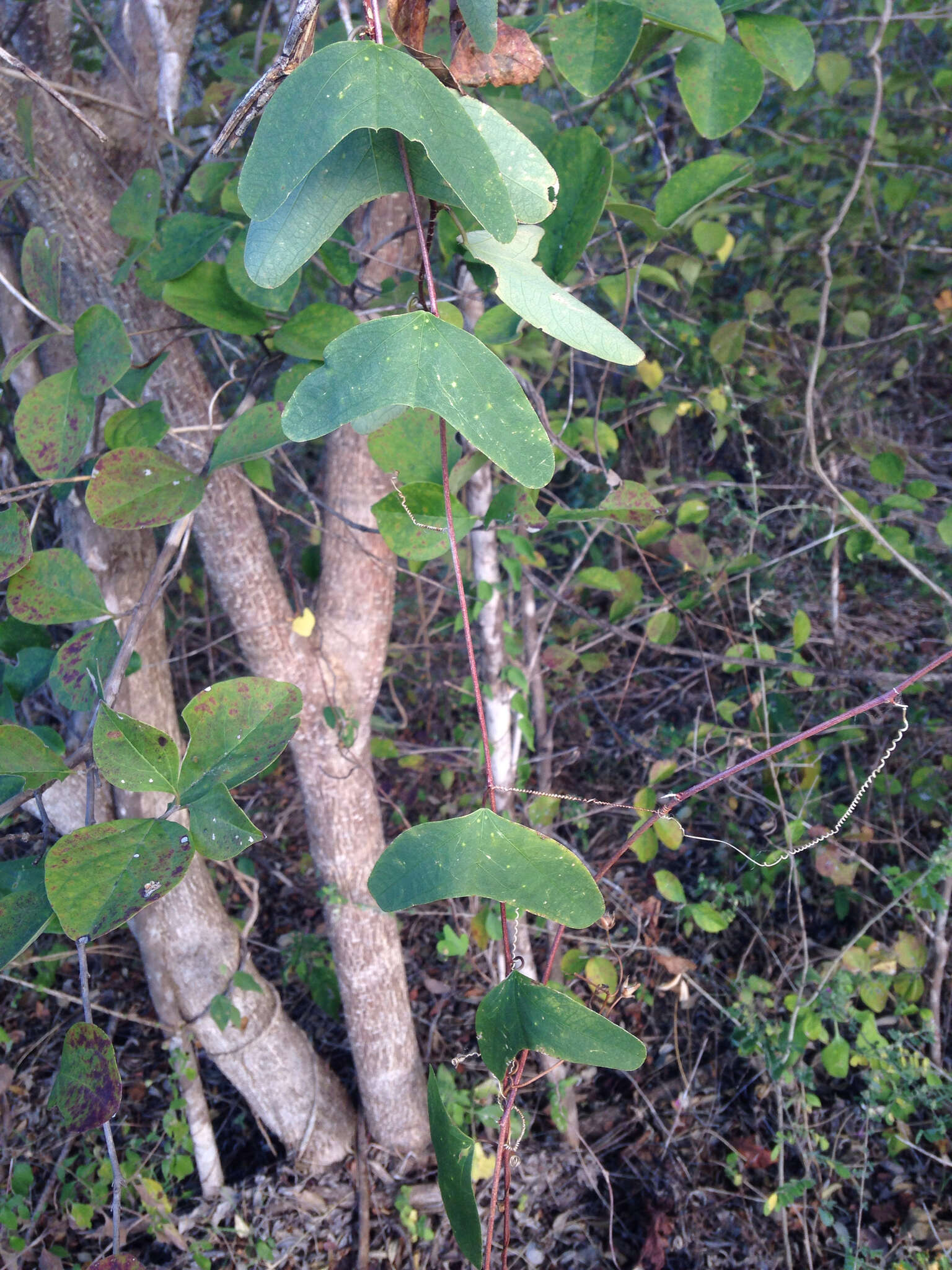 Слика од Passiflora bicornis Mill.