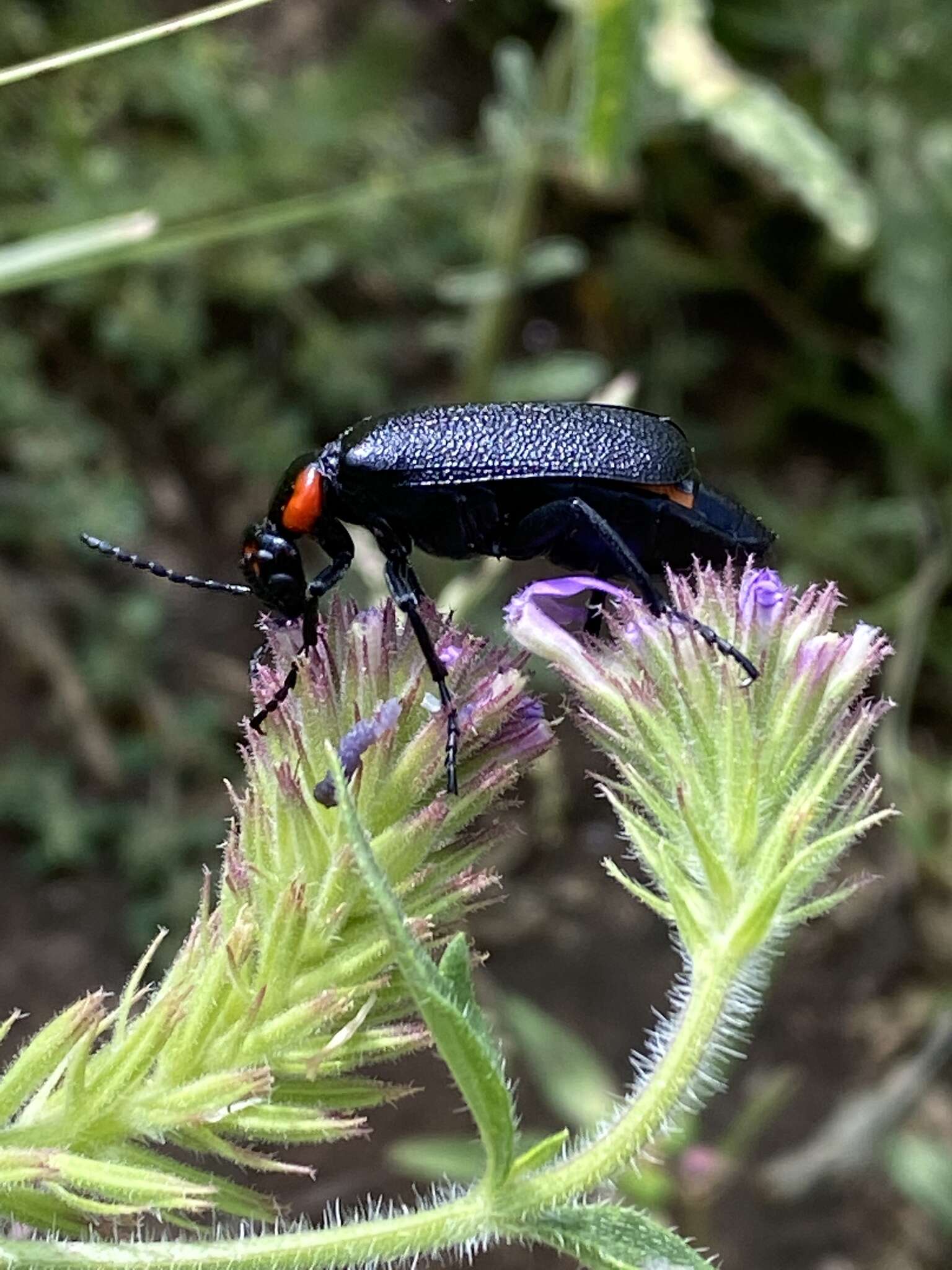 Imagem de Lytta (Paralytta) cribrata Le Conte 1853