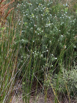 Plancia ëd Leucadendron galpinii Phillips & Hutchinson